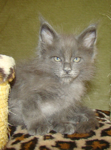 ���� ��� ������� ��������� Catsvill County!  ���� ����! ������ ������ ���� ���! ���� ��� ������ ������ � ����� ����!!! �������� ���� ����� Catsvill County +7-926-544-74-09  ���� ��� �������� ������. ���� ��� ������, ���� ��� �������, ���� ��� ������,  ���� ��� ����, ���� ��� ��������, ���� ����,  ������ ������ ���� ���,  ������ ����-����, ����� ������� ������ �����, ����� ����� ������!